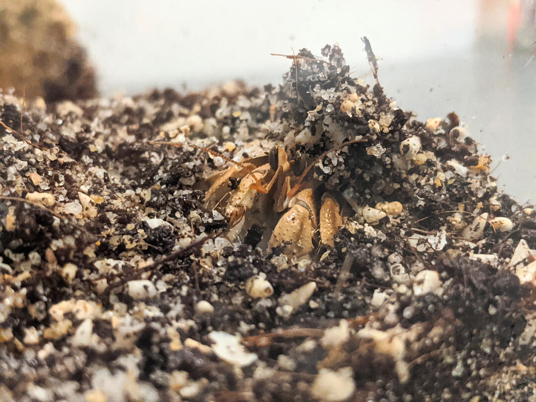 Hermit Crab