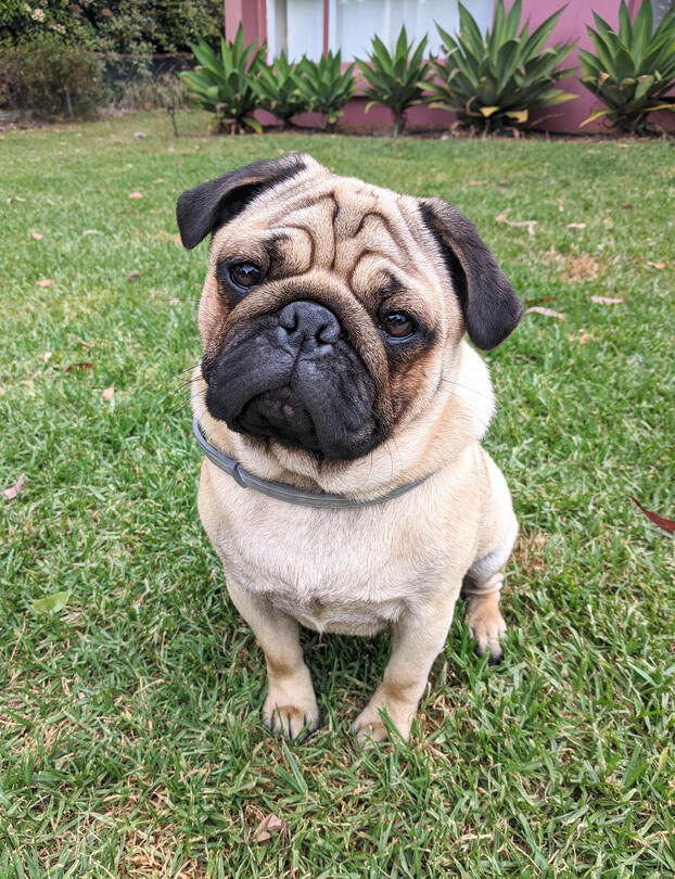 Pug